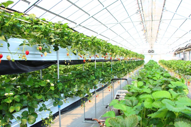 施設園芸協会 燃料高騰対策募集 7月31日まで省エネ加速化特例も